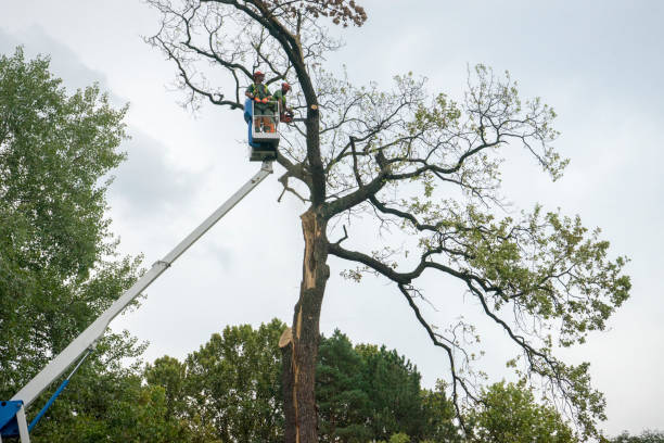 Leaf Removal in Chester Gap, VA