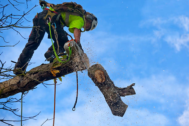 Best Utility Line Clearance  in Chester Gap, VA